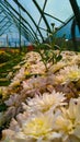 Daisy flowers bloom inside the green house Royalty Free Stock Photo