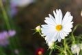 Daisy flowers bloom Royalty Free Stock Photo