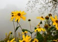 Daisies in Eau Claire, Wisconsin Royalty Free Stock Photo