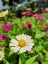 Daisy flowers blooming in the garden Royalty Free Stock Photo