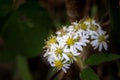 Daisy flowers blooming in spring