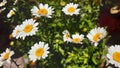 Daisy flowers bouquet Royalty Free Stock Photo