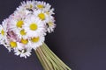 Daisy flowers bouquet Royalty Free Stock Photo