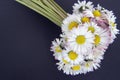 Daisy flowers bouquet Royalty Free Stock Photo
