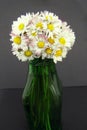 Daisy flowers bouquet in a vase