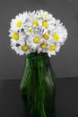 Daisy flowers bouquet in a vase