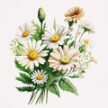 Daisy Flowers Bouquet Watercolor Illustration ,Spring Flowers Cute Generative AI