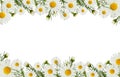 Daisy flowers and buds in a border arrangements isolated on white Royalty Free Stock Photo