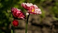 daisy flowers with buds, red flowers, green background, morning in the garden