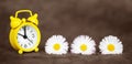 Daisy flowers and clock, daylight savings, spring or summer banner Royalty Free Stock Photo