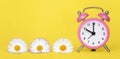 Daisy flowers and clock, spring or summer concept Royalty Free Stock Photo