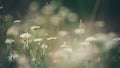 Daisy flowers close up. Blurred hazy floral background. Royalty Free Stock Photo