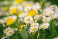 Daisy flowers and dandelions Royalty Free Stock Photo
