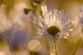 Daisy flowers with dewdrops in morning light Royalty Free Stock Photo