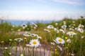 Daisy flowers field. Camomile white and yellow. . sunny day. Macro background. Royalty Free Stock Photo