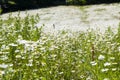 Daisy flowers field, large group of chamomiles Royalty Free Stock Photo