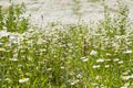 Daisy flowers field, large group of chamomiles Royalty Free Stock Photo