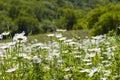 Daisy flowers field, large group of chamomiles Royalty Free Stock Photo