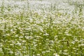 Daisy flowers field, large group of chamomiles Royalty Free Stock Photo