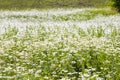 Daisy flowers field, large group of chamomiles Royalty Free Stock Photo