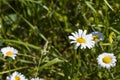 Daisy flowers field, large group of chamomiles Royalty Free Stock Photo