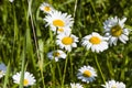 Daisy flowers field, large group of chamomiles Royalty Free Stock Photo