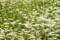 Daisy flowers field, large group of chamomiles Royalty Free Stock Photo