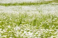 Daisy flowers field, large group of chamomiles Royalty Free Stock Photo
