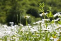 Daisy flowers field, large group of chamomiles Royalty Free Stock Photo