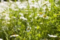 Daisy flowers field, large group of chamomiles Royalty Free Stock Photo