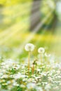 Daisy flowers field lit by sunlight Royalty Free Stock Photo