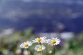 Daisy Flowers Field - Nature background, Spring or Summer