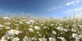 Daisy flowers field during spring season under clear blue sky. Generated by AI Royalty Free Stock Photo