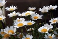 Daisy flowers Royalty Free Stock Photo