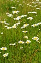 Daisy flowers field Royalty Free Stock Photo