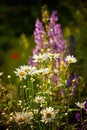 Daisy flowers in full bloom in its natural environment in summer. Bright white daisies growing in a botanical garden in Royalty Free Stock Photo