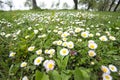 Daisy flowers in garden