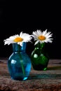 Daisy flowers in glass vases Royalty Free Stock Photo