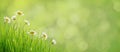 Daisy flowers and grass on green bokeh Royalty Free Stock Photo