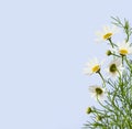Daisy flowers and grass in a corner floral arrangement on blue Royalty Free Stock Photo