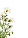 Daisy flowers and grass in a corner floral arrangement Royalty Free Stock Photo