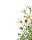 Daisy flowers and grass in a corner floral arrangement Royalty Free Stock Photo