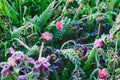 Sedmikráska květiny v tráva pokrytý jinovatka 