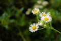 Daisy flowers in grass. Small chamomile on deep green background. Summer nature in details. White flowers in the meadow. Royalty Free Stock Photo