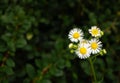 Daisy flowers in grass. Small chamomile on deep green background. Summer nature in details. White flowers in the meadow. Royalty Free Stock Photo