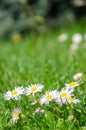 Daisy flowers in grass spring daisy