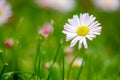 Daisy flowers in grass spring daisy