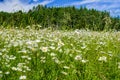 Daisy Flowers in a Grassy Field with Woods in Background Royalty Free Stock Photo