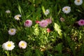 daisy flowers in green field grass - Asteraceae Bellidiastrum michelii