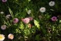 daisy flowers in green field grass - Asteraceae Bellidiastrum michelii